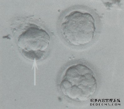 图2.7 冷冻.解冻后第3天的胚胎